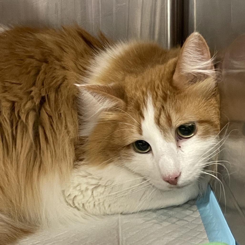 Nacho, a Adoptable Domestic Long Hair in Salt Lake City, UT image 2/2