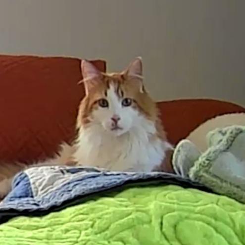 Enlarge Nacho, a Adoptable Domestic Long Hair in Salt Lake City, UT image 3/3