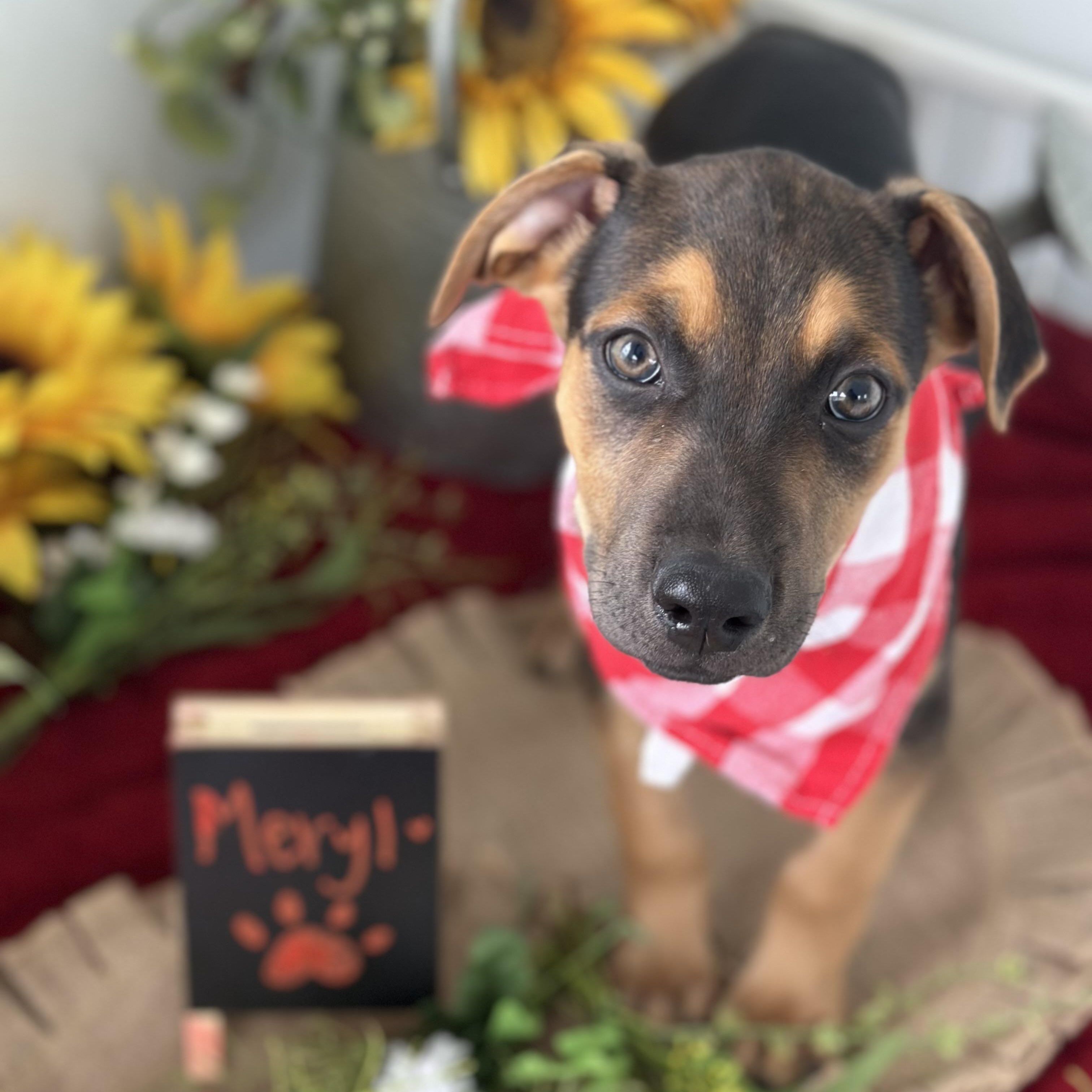 Meryl, an adoptable German Shepherd Dog Mix in Portland, OR_image-1