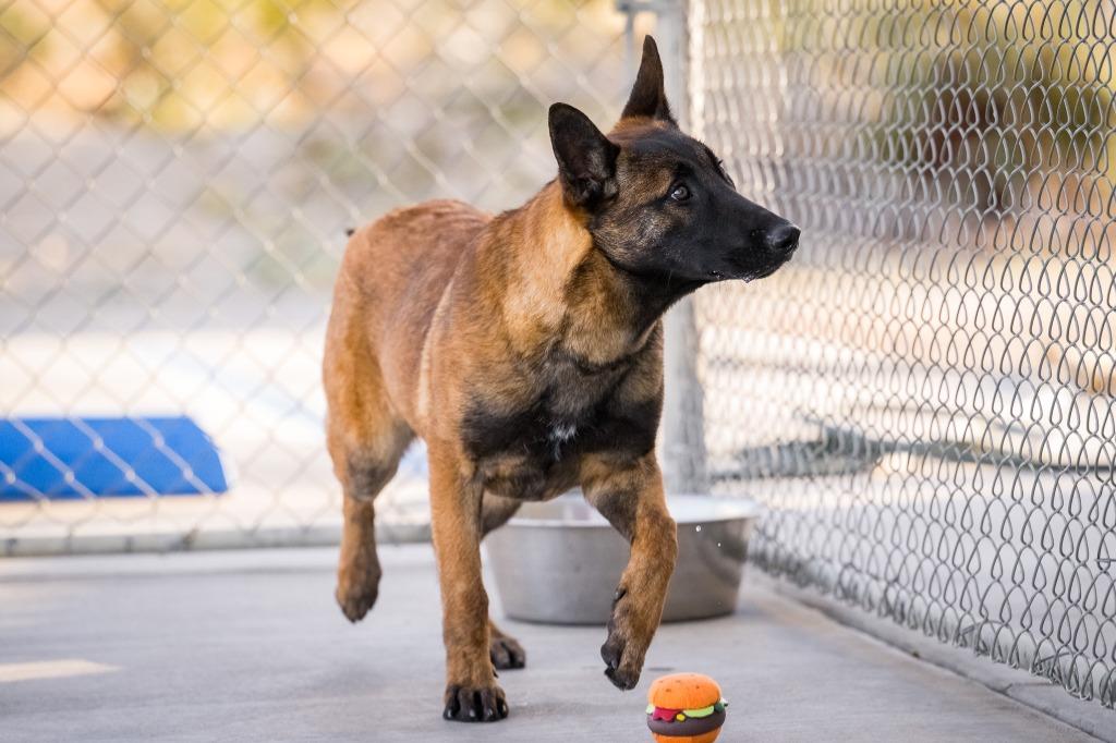 Enlarge Moonlight (Nova), a Adoptable Belgian Shepherd / Malinois in Twentynine Palms, CA image 1/5