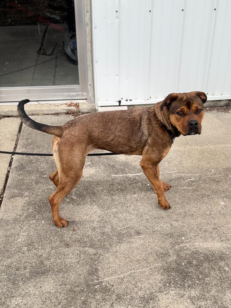 SADIE, Adoptable, Adult Female Rottweiler.