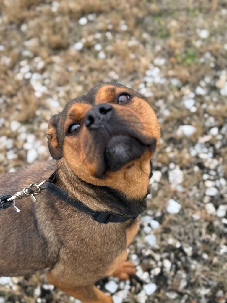 Enlarge SADIE, a Adoptable Rottweiler in Algona, IA image 2/4