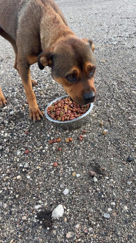 Enlarge SADIE, a Adoptable Rottweiler in Algona, IA image 3/4