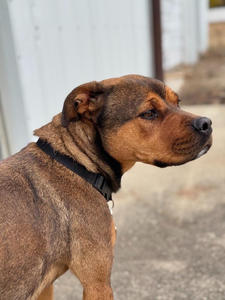 Enlarge SADIE, a Adoptable Rottweiler in Algona, IA image 4/4