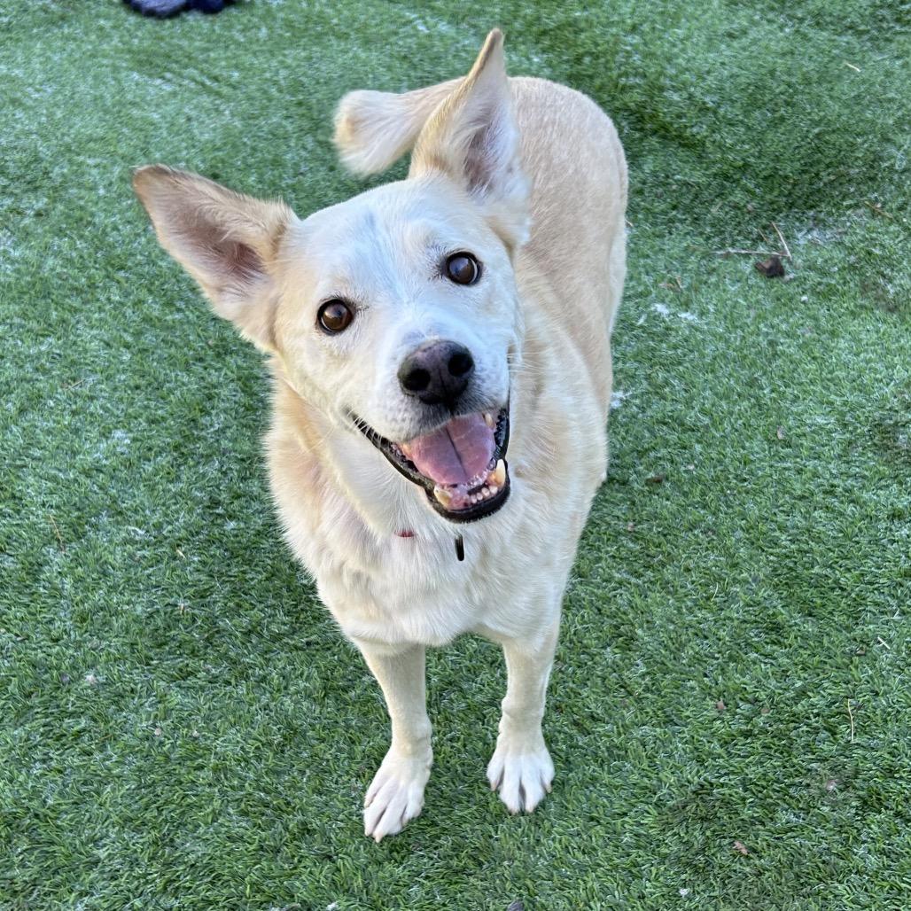 Henry - Handsome, sweet guy. Adopt $75!, a Adoptable Cattle Dog in Flagstaff, AZ image 1/6