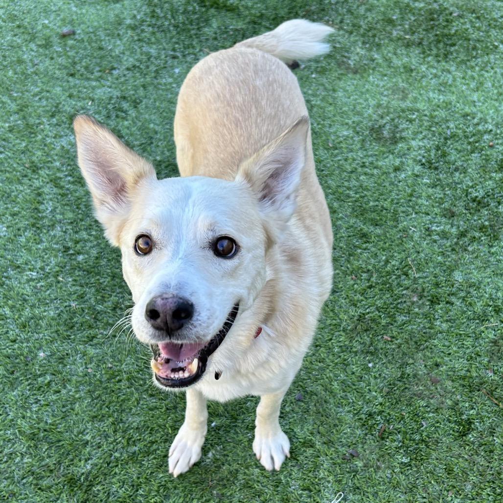 Henry - Handsome, sweet guy. Adopt $75!, a Adoptable Cattle Dog in Flagstaff, AZ image 2/6