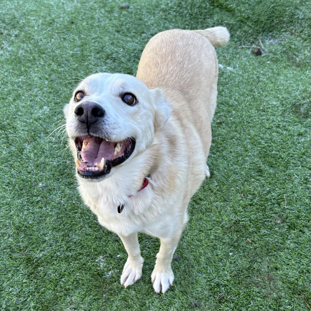 Henry - Handsome, sweet guy. Adopt $75!, a Adoptable Cattle Dog in Flagstaff, AZ image 3/6