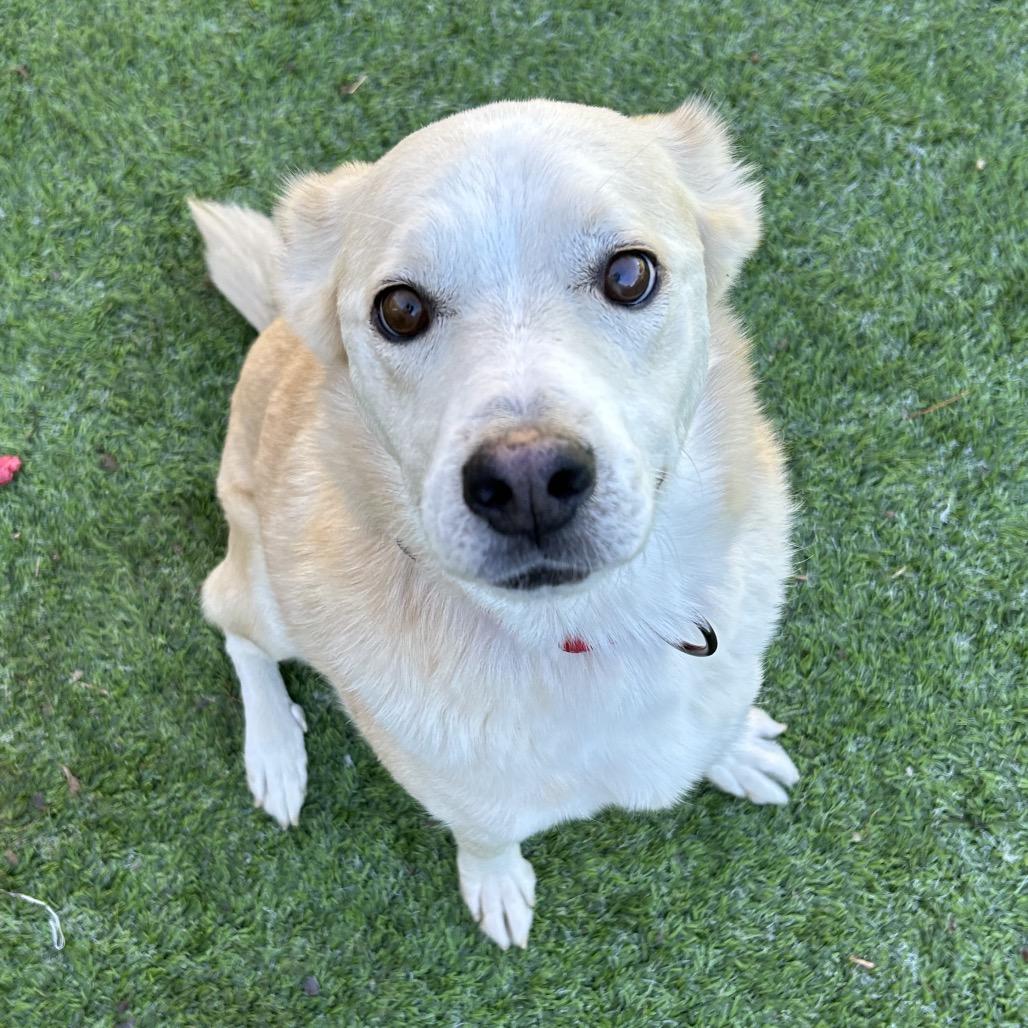 Henry - Handsome, sweet guy. Adopt $75!, a Adoptable Cattle Dog in Flagstaff, AZ image 4/6