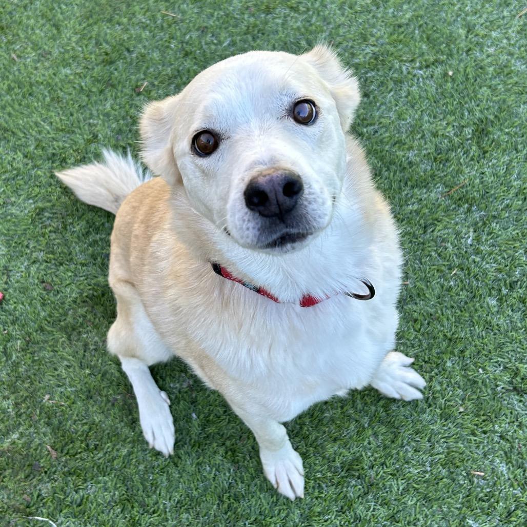 Henry - Handsome, sweet guy. Adopt $75!, a Adoptable Cattle Dog in Flagstaff, AZ image 5/6