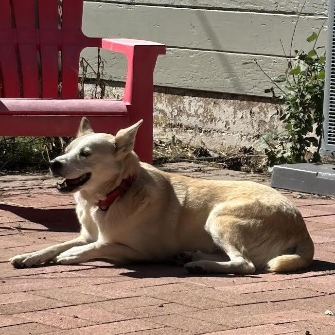 Henry - Handsome, sweet guy. Adopt $75!, a Adoptable Cattle Dog in Flagstaff, AZ image 6/6