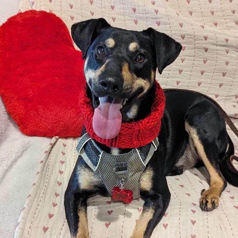 Buck, a Adoptable mixed breed in Helena, AL image 2/6