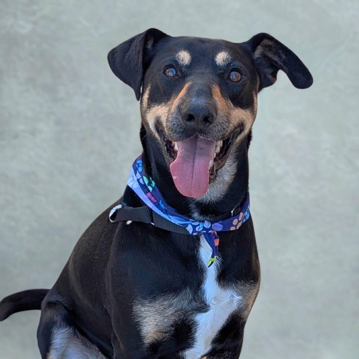 Buck, Adoptable, Adult Male Coonhound & Mixed Breed.