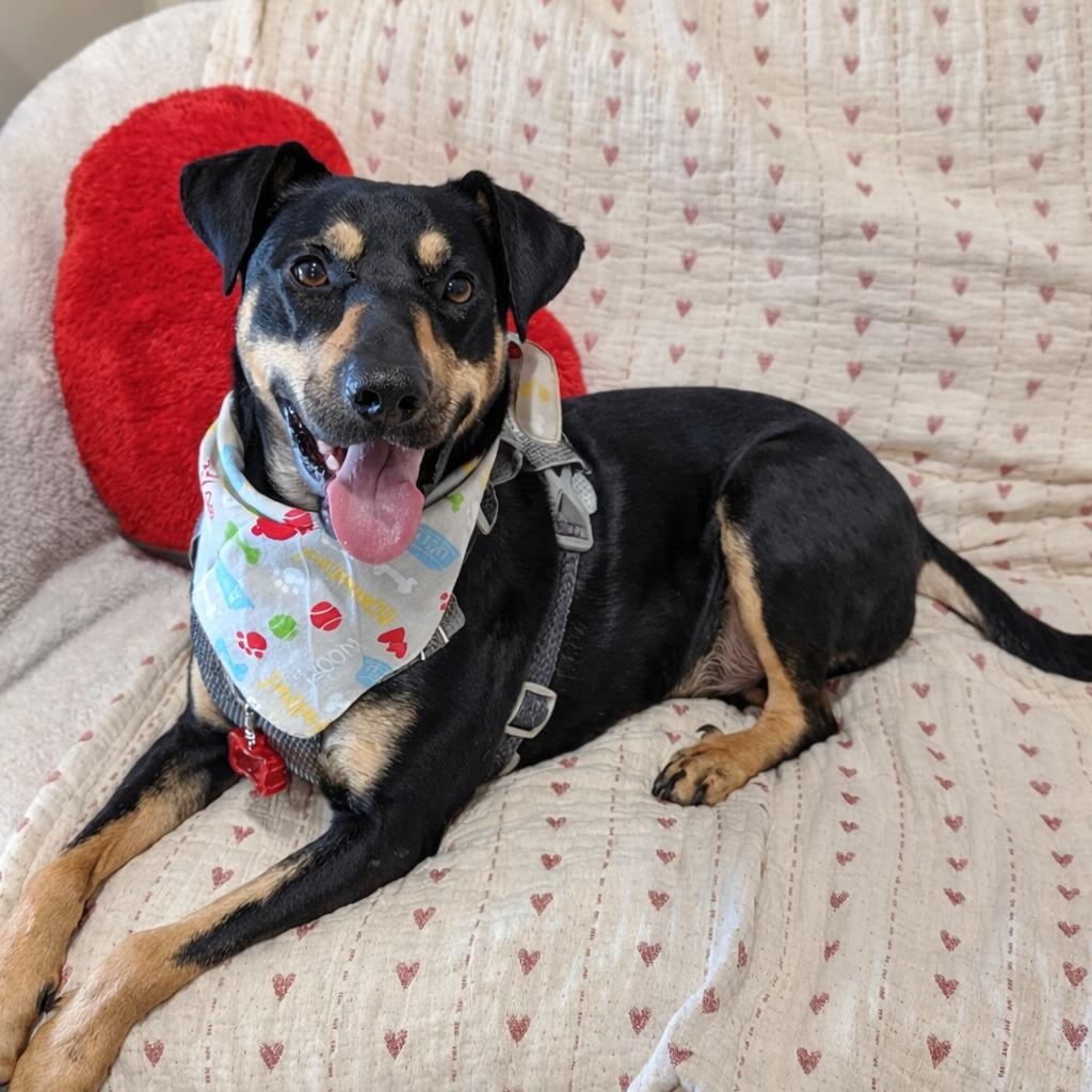 Buck, Adoptable, Adult Male Coonhound & Mixed Breed.
