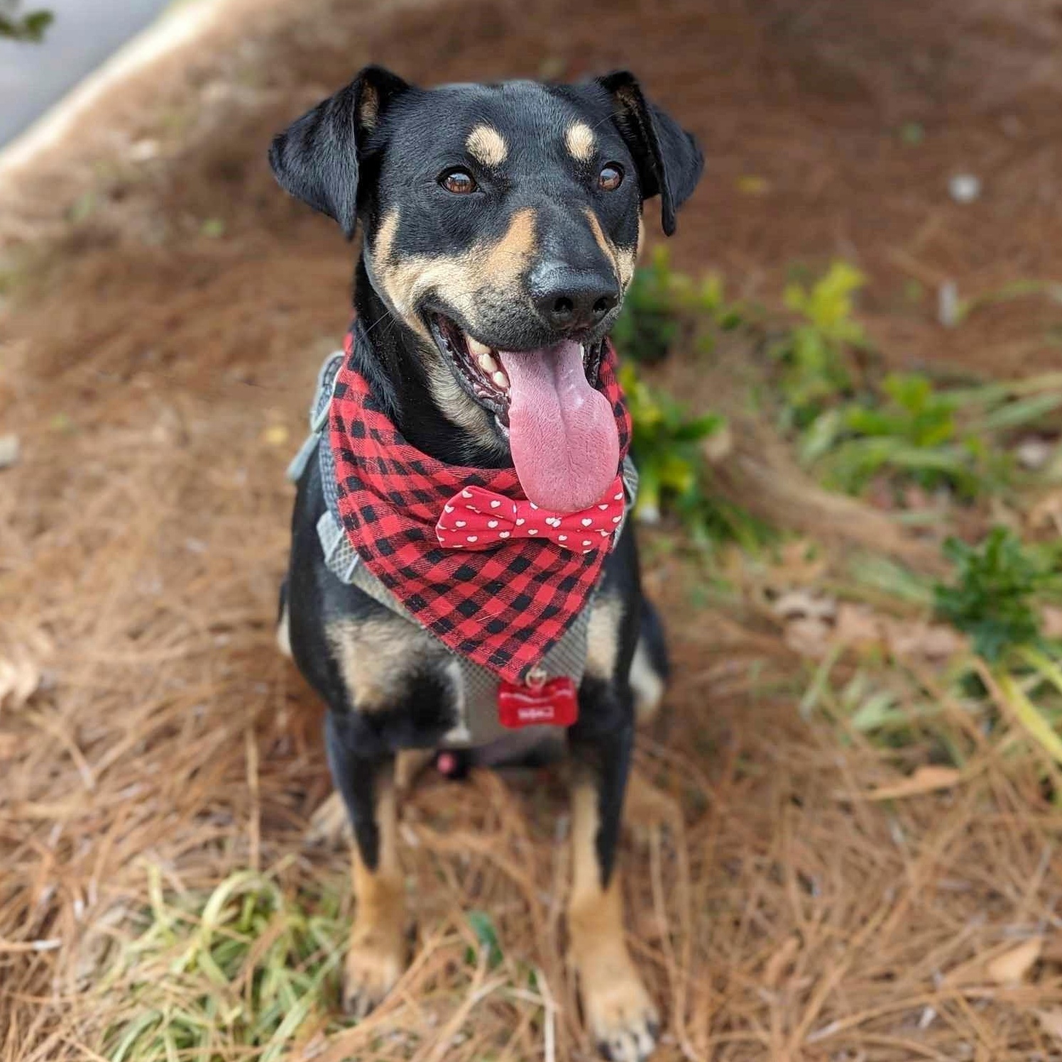 Buck, a Adoptable mixed breed in Helena, AL image 1/6