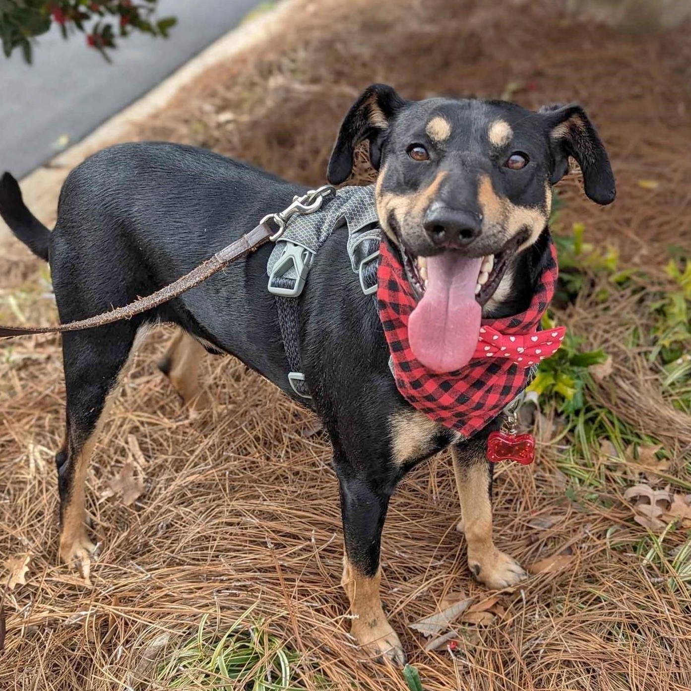 Buck, a Adoptable mixed breed in Helena, AL image 4/6