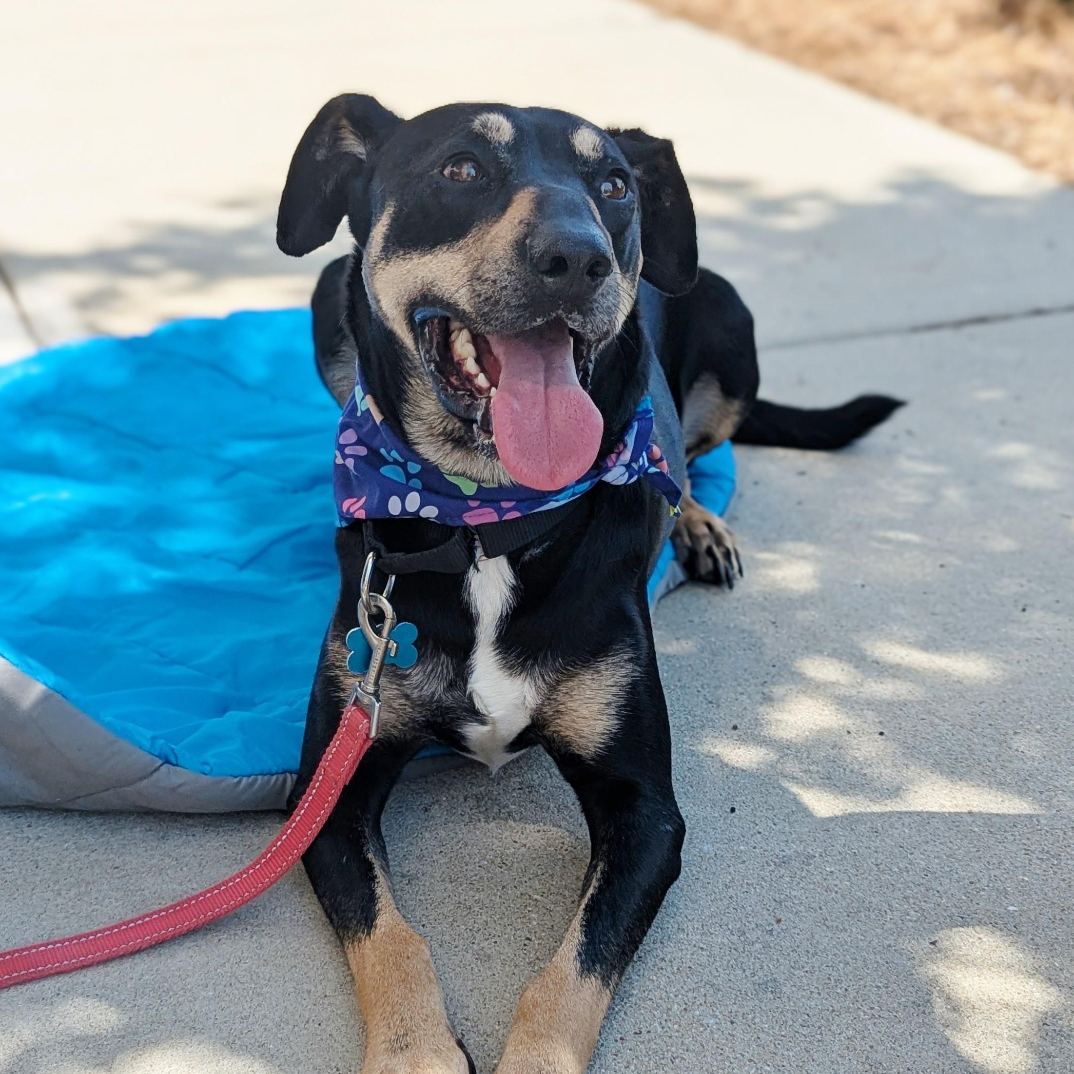 Enlarge Buck, a Adoptable mixed breed in Helena, AL image 3/6