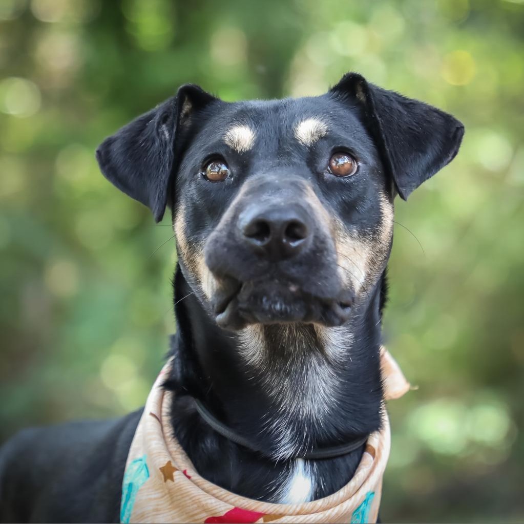 Buck, a Adoptable mixed breed in Helena, AL image 6/6