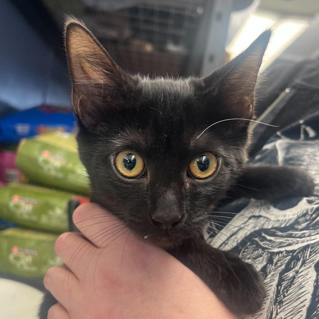 Gravy, Adoptable, Kitten Female Domestic Short Hair.