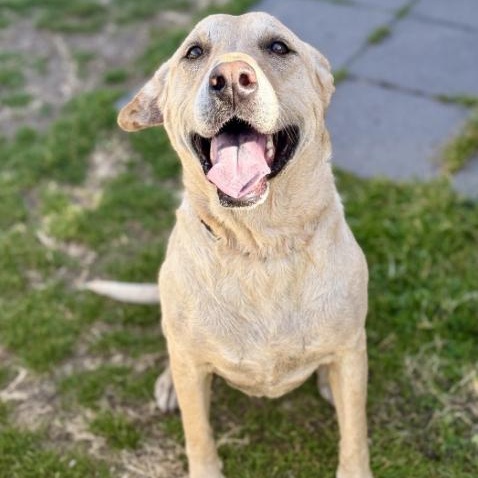 Enlarge Jade, a Adoptable Labrador Retriever in Boston, MA image 4/6