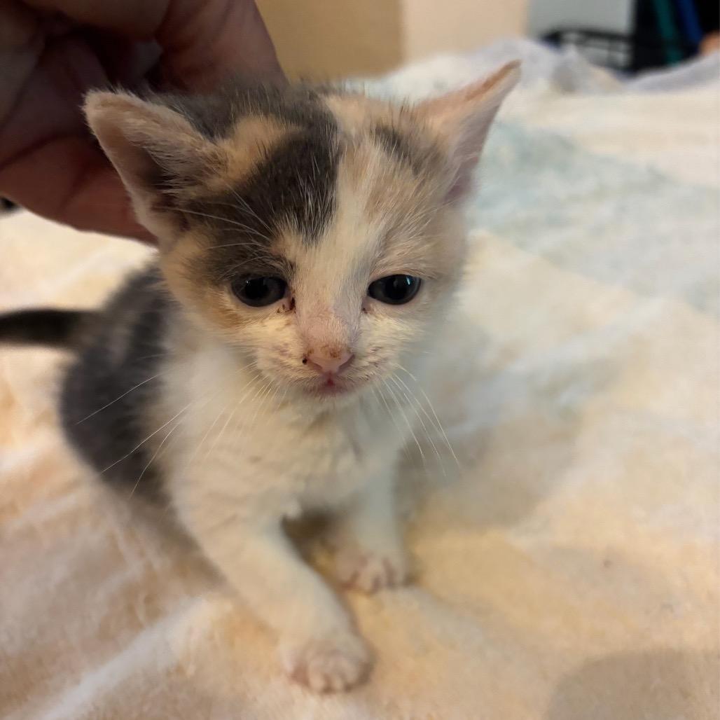 Lex F-21680, Adoptable, Kitten Female Domestic Short Hair.