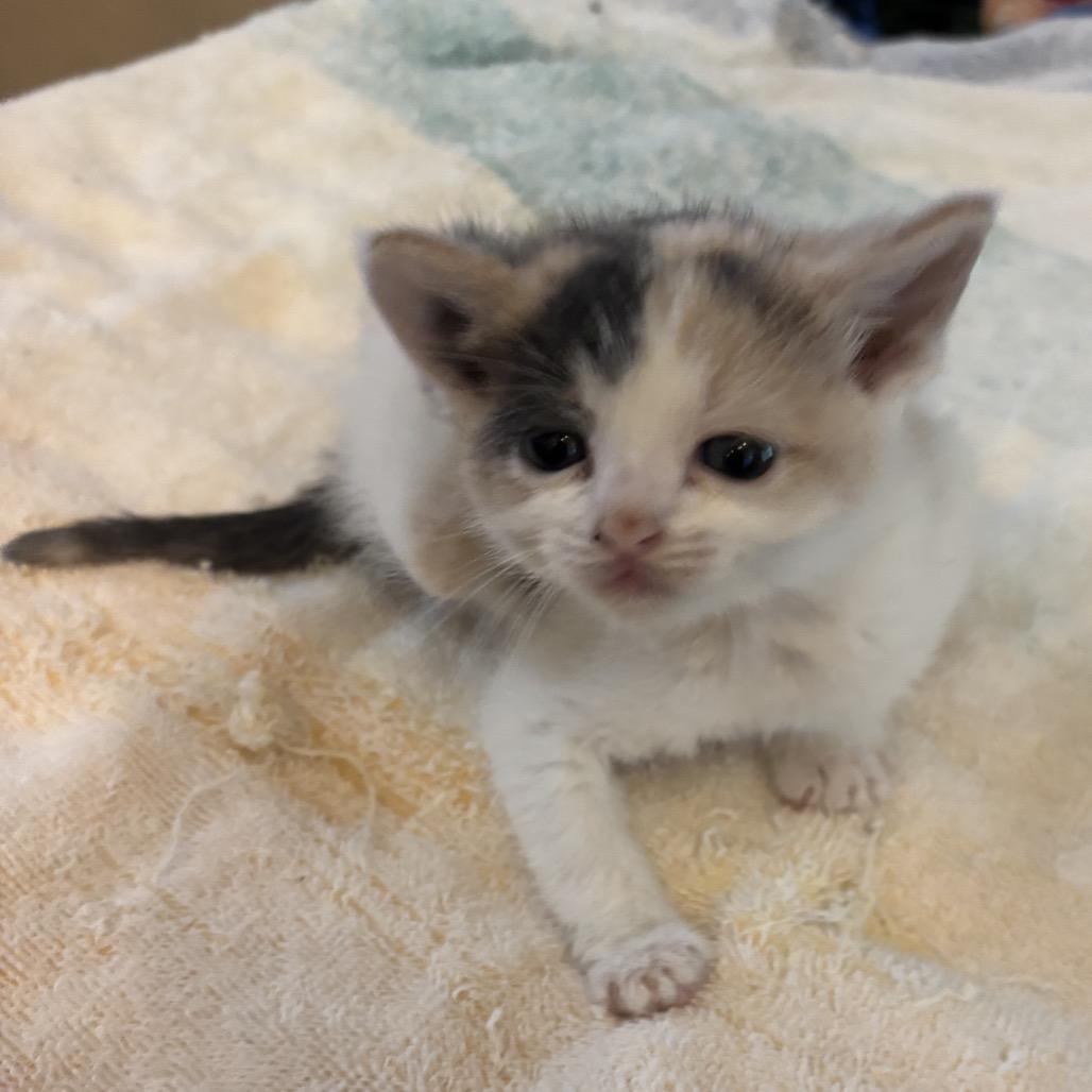 Enlarge Lex F-21680, a Adoptable Domestic Short Hair in Oklahoma City, OK image 4/5