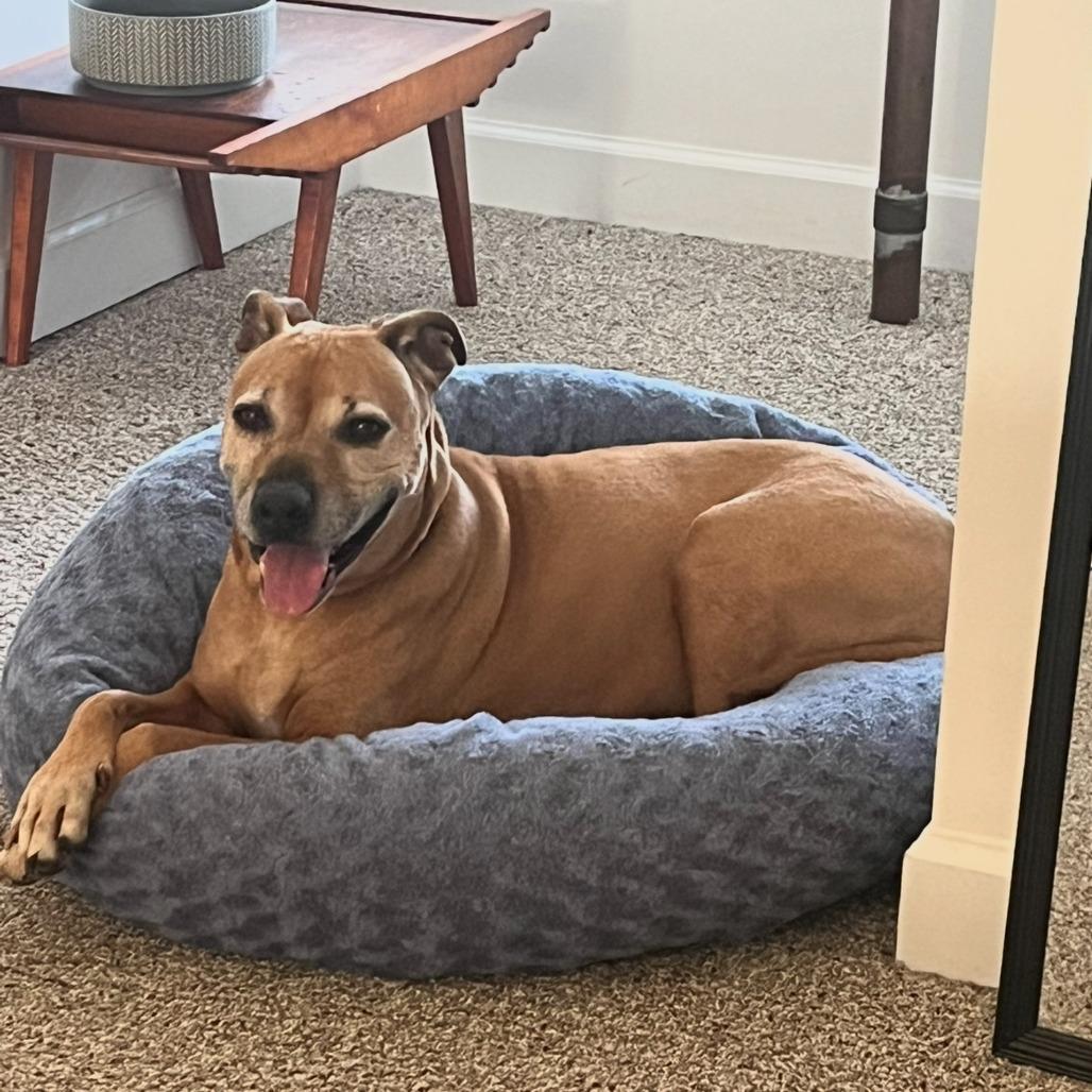 Suzie, Adoptable, Senior Female Pit Bull Terrier.