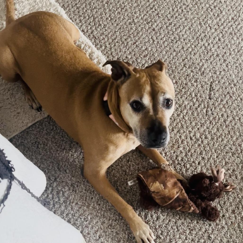 Enlarge Suzie, a Adoptable Pit Bull Terrier in Harrisonburg, VA image 2/6