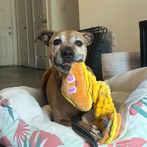 Enlarge Suzie, a Adoptable Pit Bull Terrier in Harrisonburg, VA image 3/6