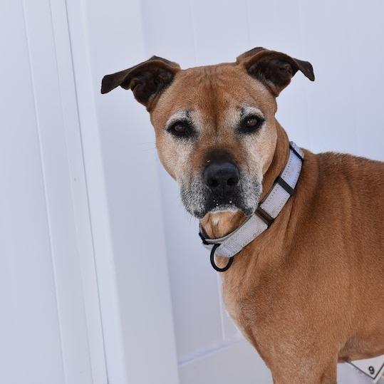 Enlarge Suzie, a Adoptable Pit Bull Terrier in Harrisonburg, VA image 4/6