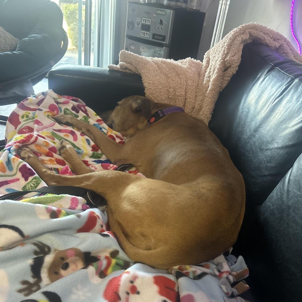 Enlarge Suzie, a Adoptable Pit Bull Terrier in Harrisonburg, VA image 5/6