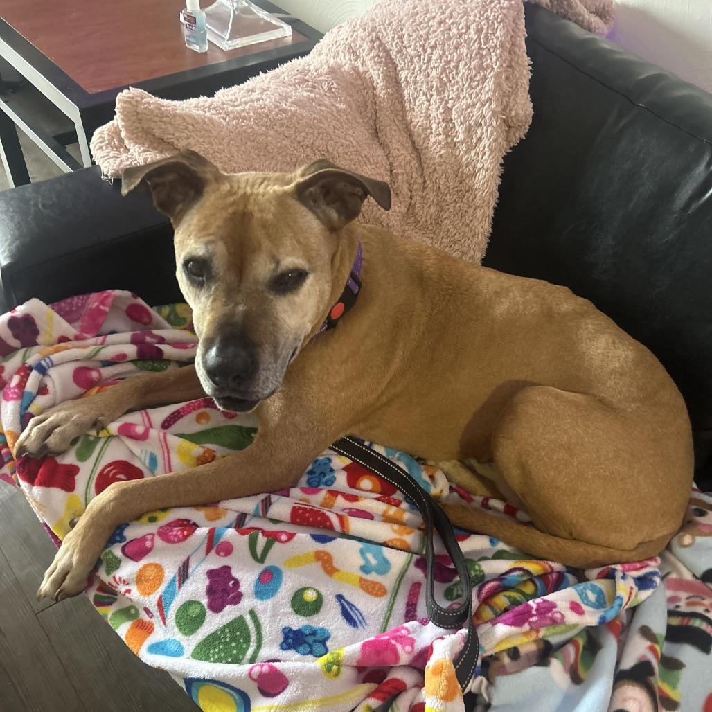 Enlarge Suzie, a Adoptable Pit Bull Terrier in Harrisonburg, VA image 6/6