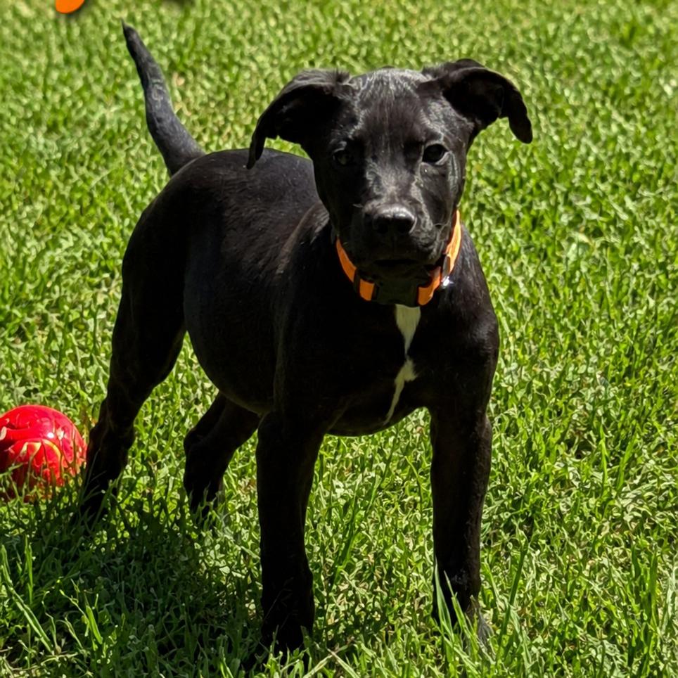 Noodle, Adoptable, Young Male Great Dane & Mixed Breed.