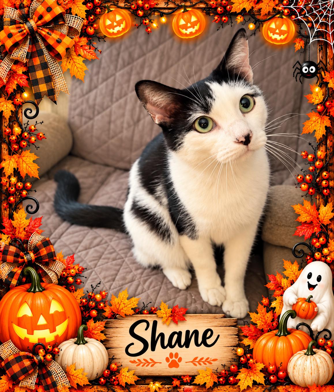 Enlarge Shane-5 yr old-Owner died, a Adoptable mixed breed in Taylor Mill, KY image 1/1