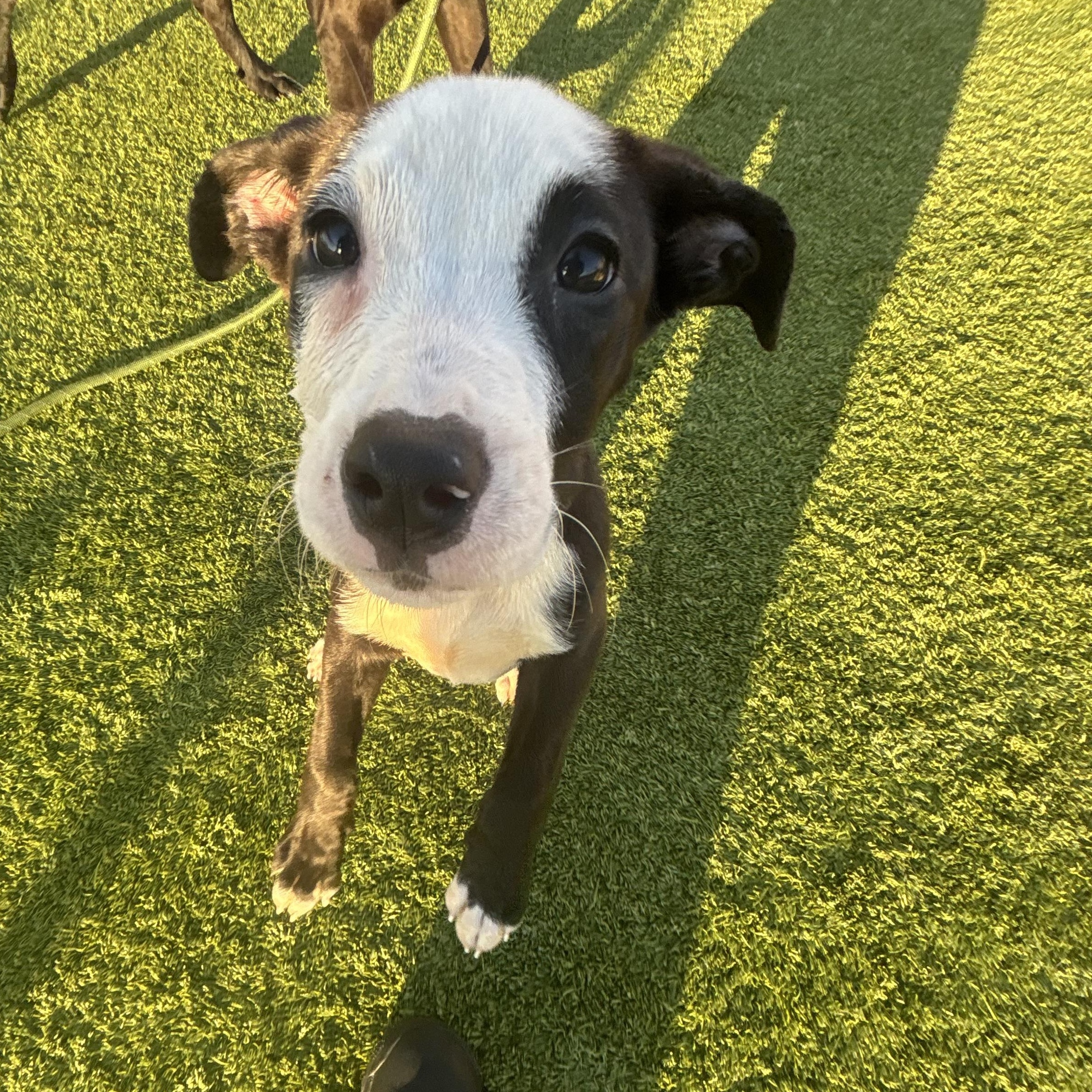 Porsche, Adopted, Puppy Female Pit Bull Terrier & Hound.