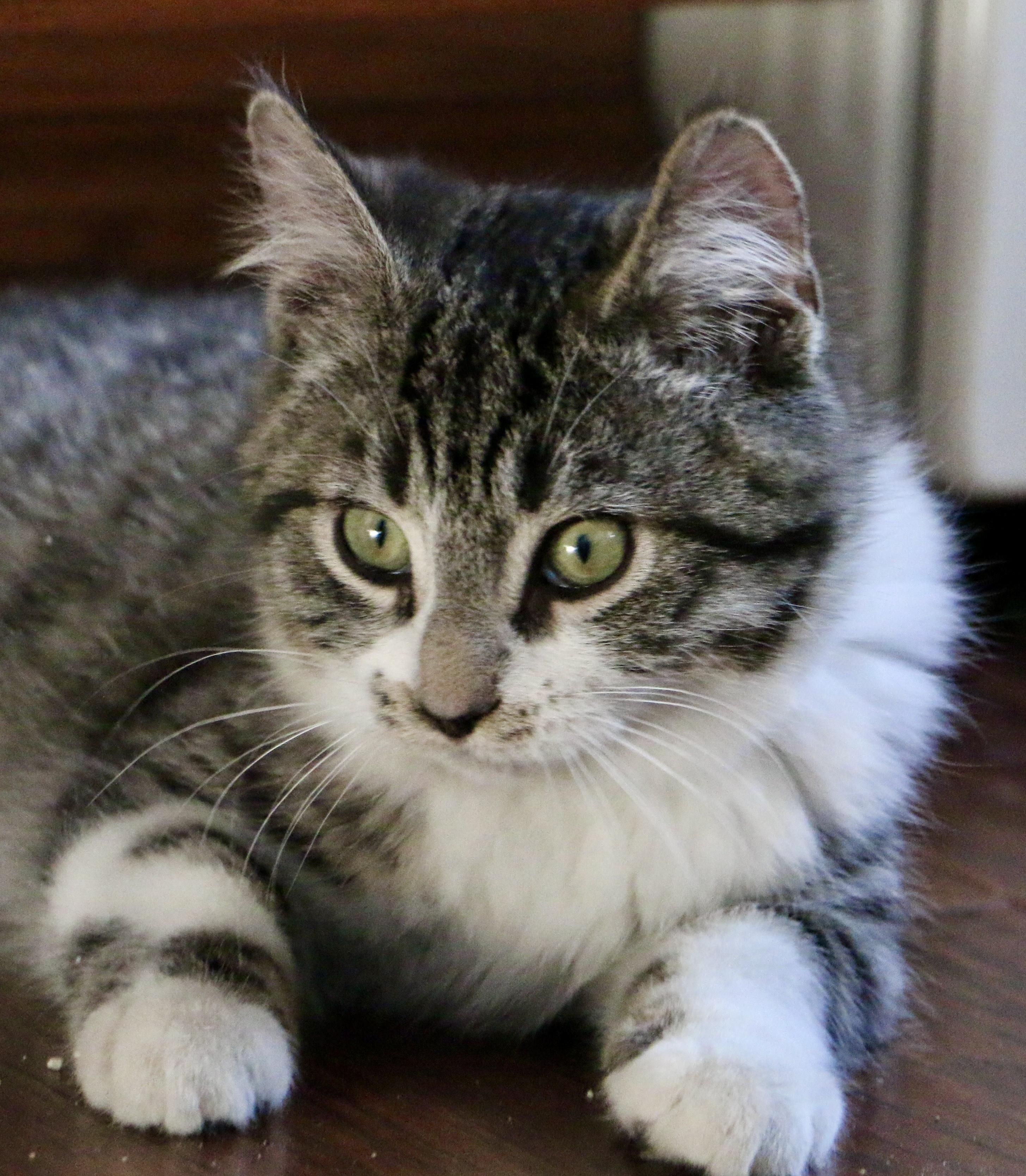 Tennis Shoes, a ADOPTABLE Domestic Short Hair in Pickerington, OH image 1/6