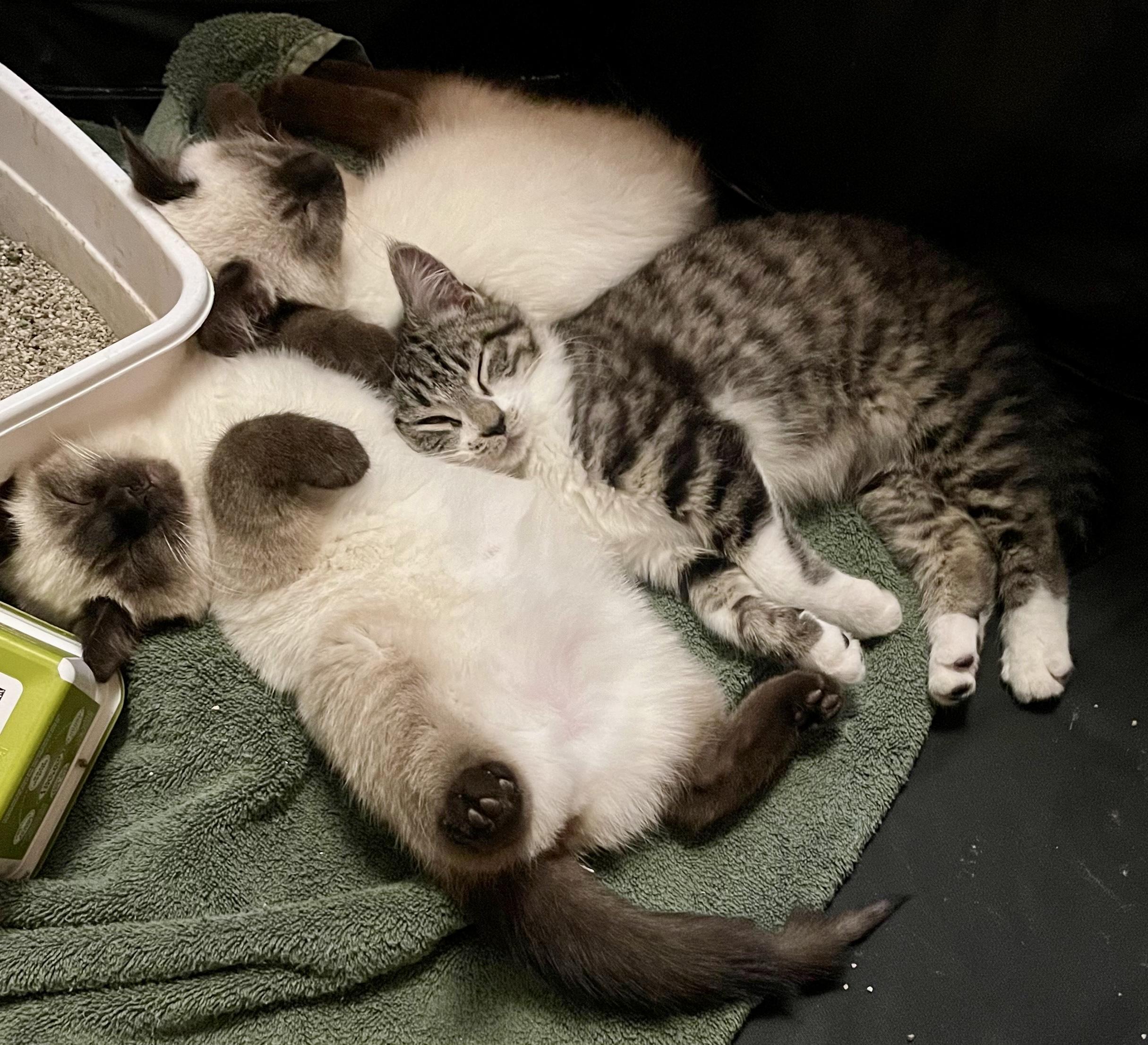 Tennis Shoes, a ADOPTABLE Domestic Short Hair in Pickerington, OH image 2/6