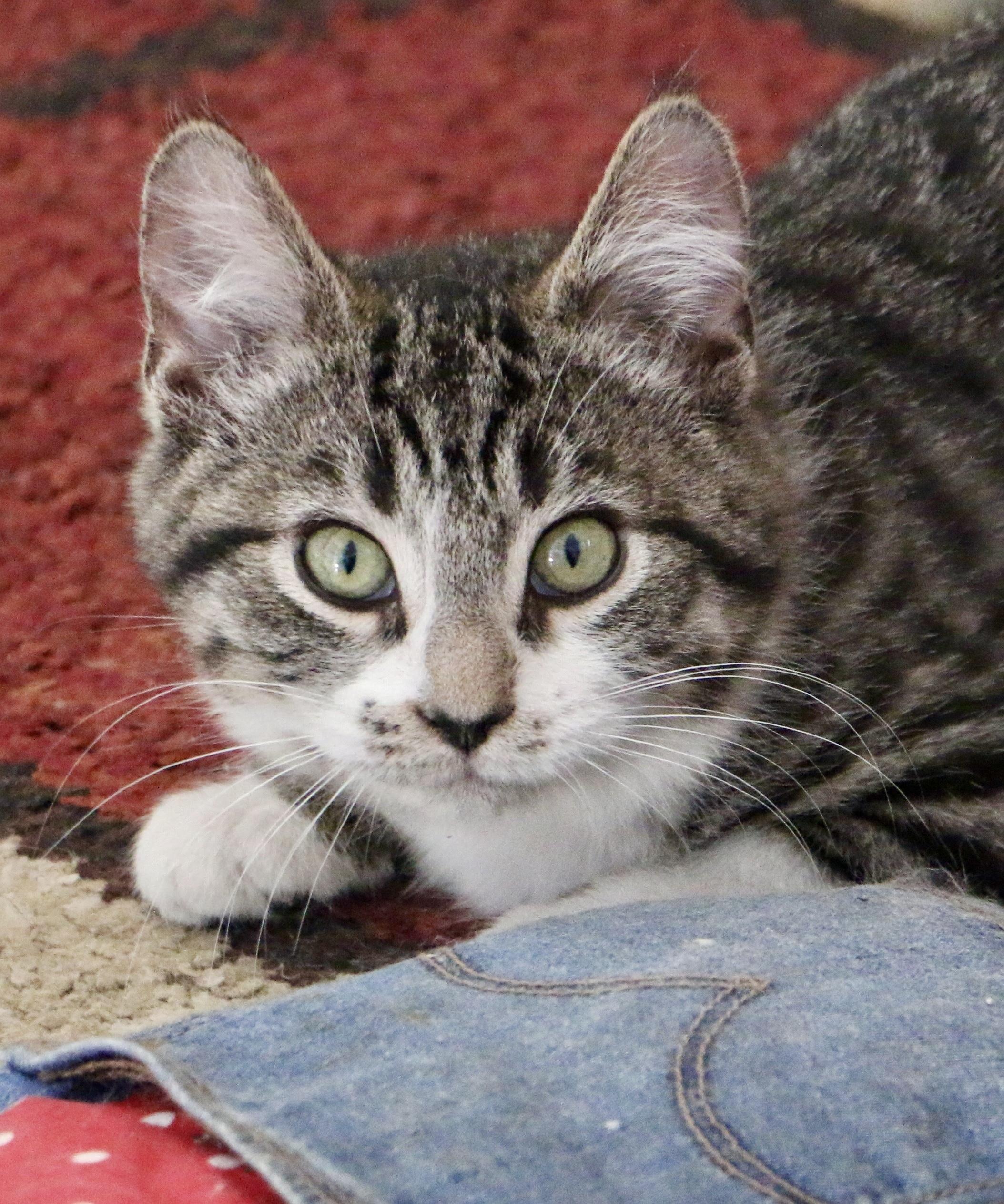 Tennis Shoes, adopted, Kitten Male Domestic Short Hair.