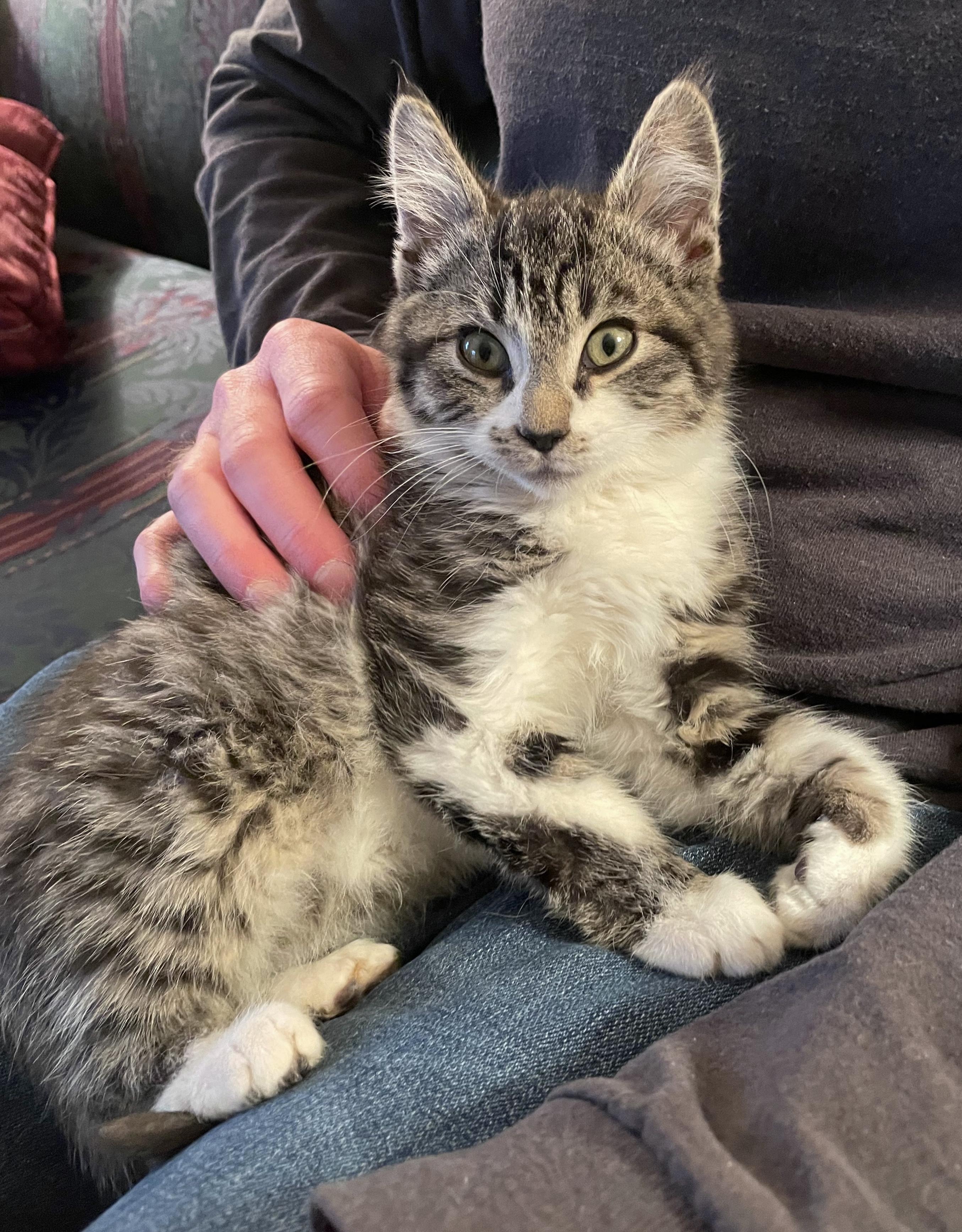 Tennis Shoes, a ADOPTABLE Domestic Short Hair in Pickerington, OH image 4/6