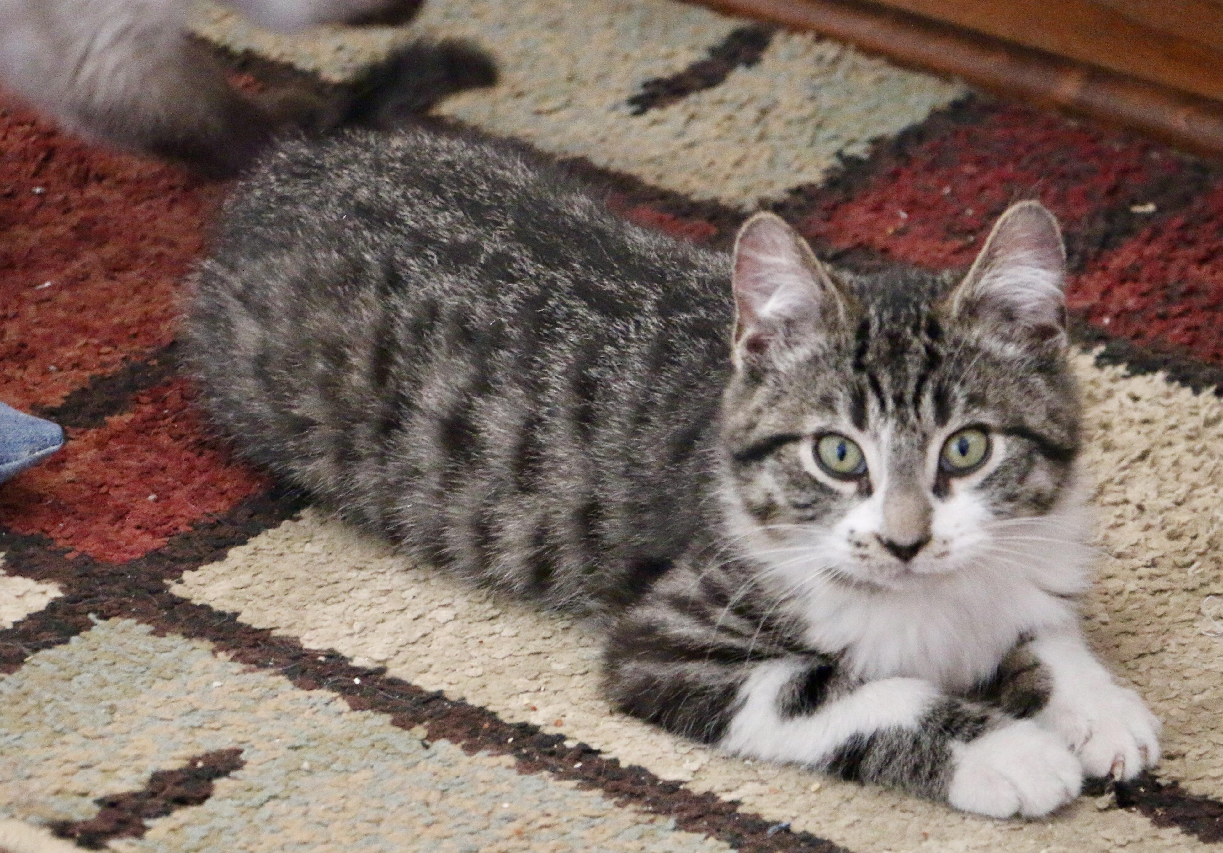 Tennis Shoes, a ADOPTABLE Domestic Short Hair in Pickerington, OH image 5/6