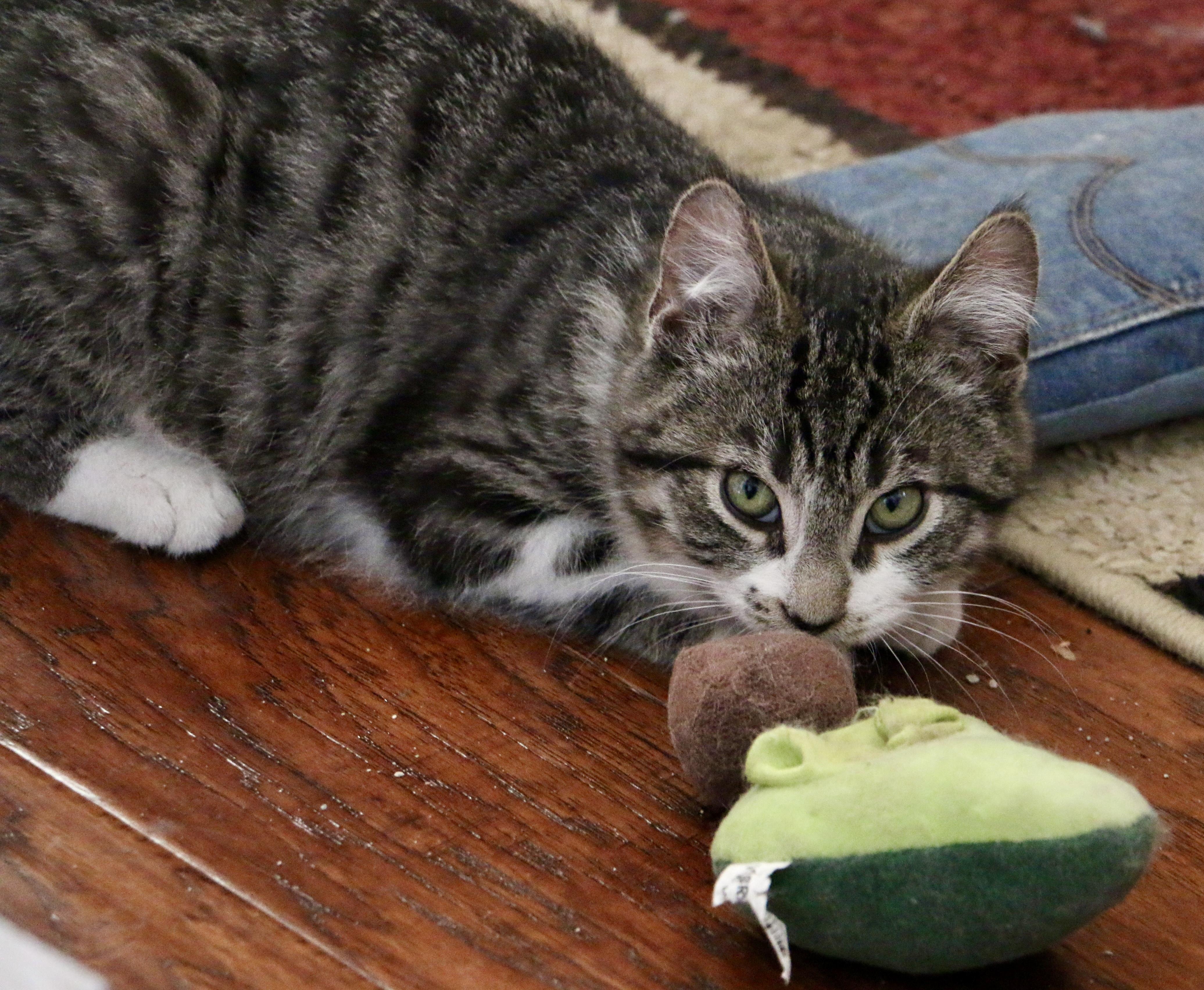 Tennis Shoes, a ADOPTABLE Domestic Short Hair in Pickerington, OH image 6/6