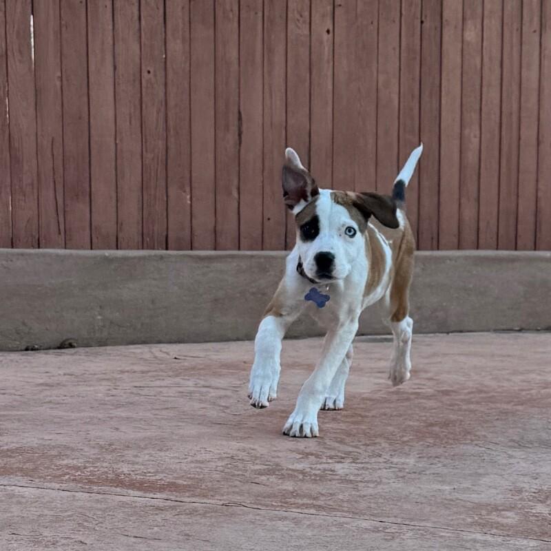 LUNA LEE, a Adoptable mixed breed in lawton, OK image 3/6