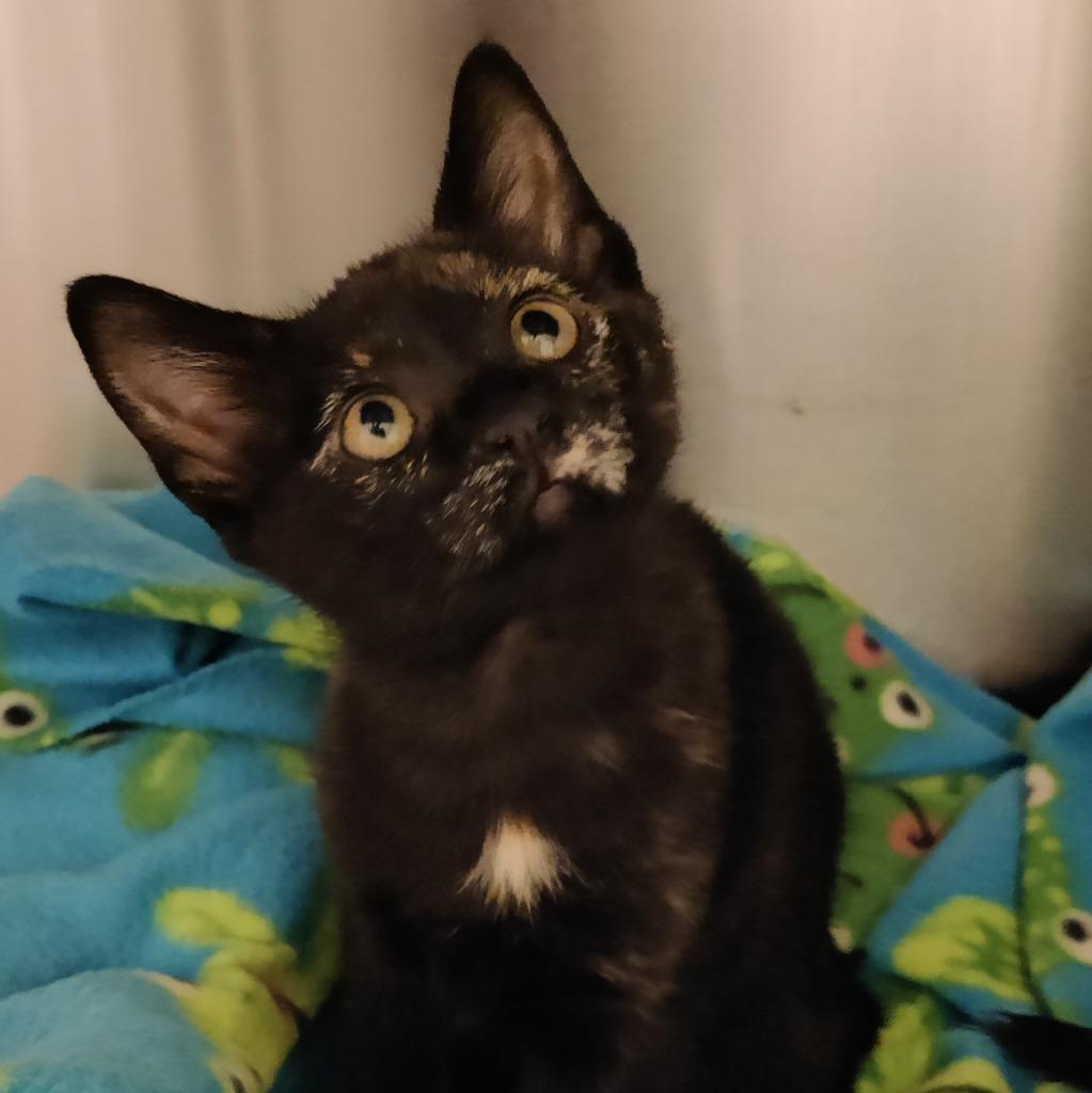 Sparky, Adopted, Kitten Female Domestic Short Hair.