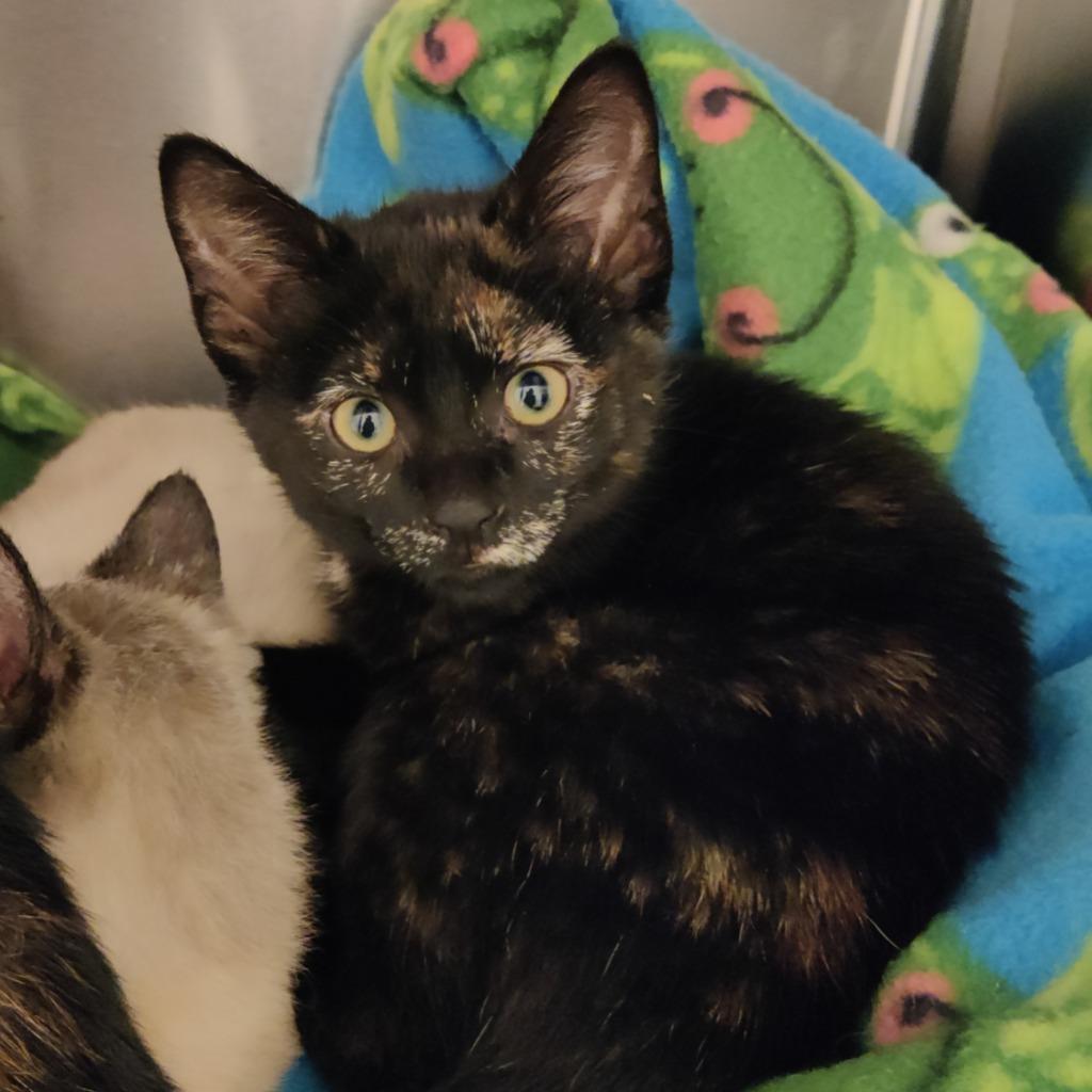 Sparky, Adopted, Kitten Female Domestic Short Hair.