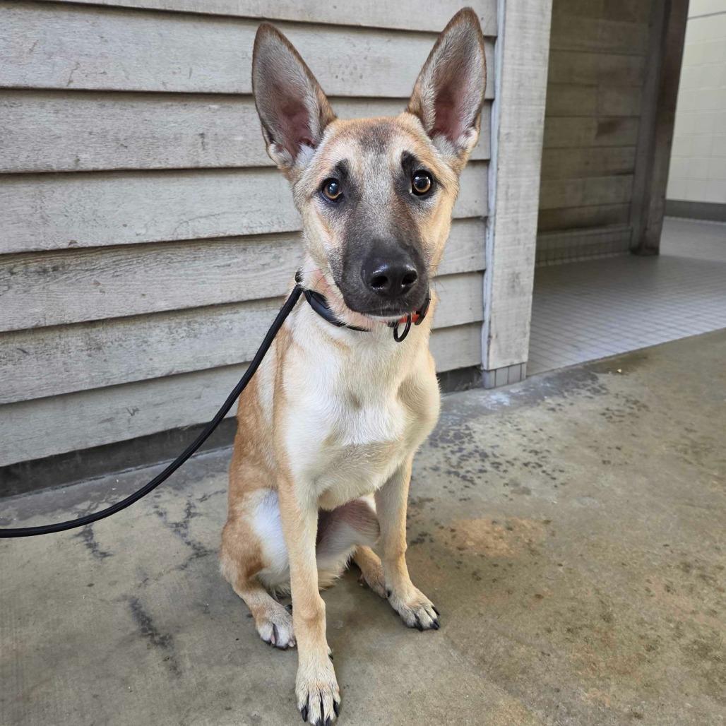 Goldie, Adoptable, Young Female Belgian Shepherd / Malinois & Mixed Breed.