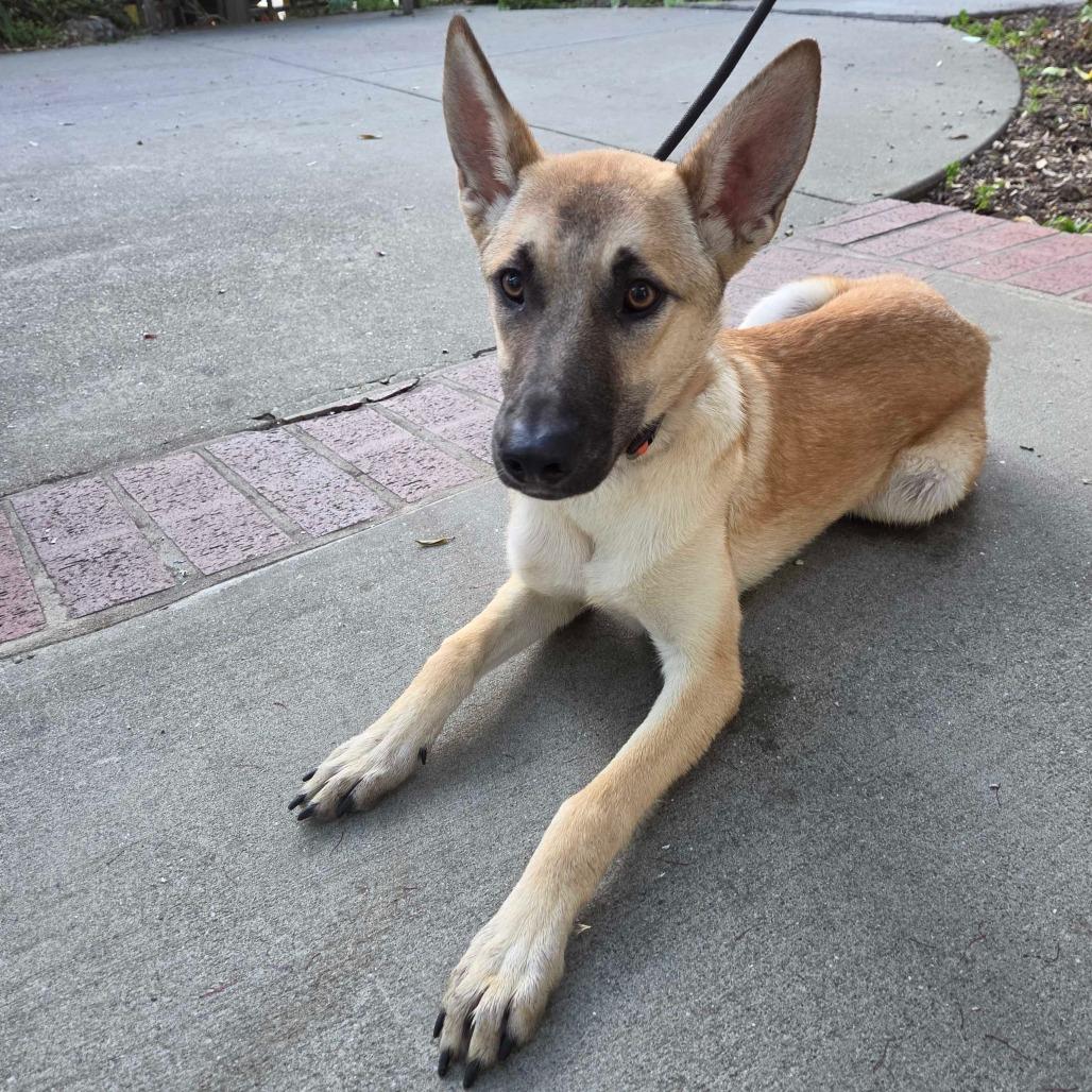 Enlarge Goldie, a Adoptable mixed breed in Pacifica, CA image 2/3