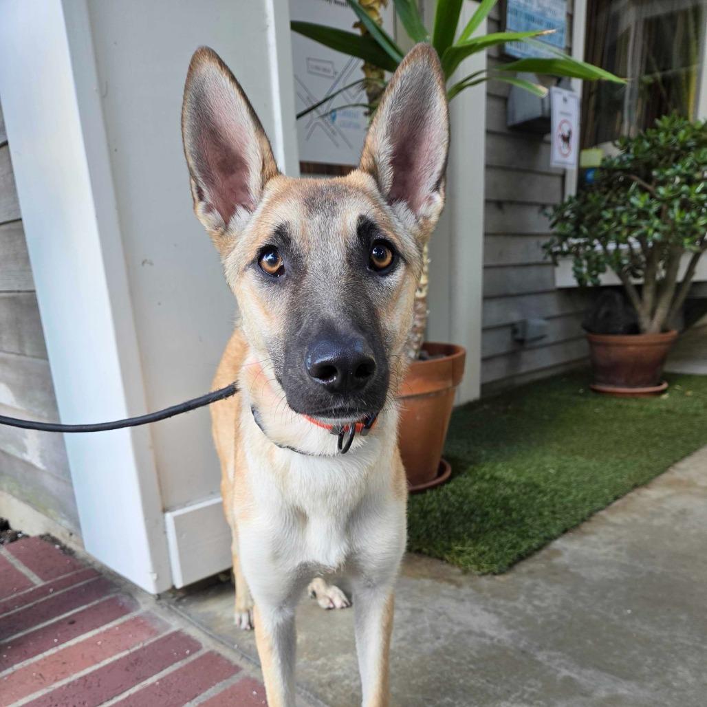 Enlarge Goldie, a Adoptable mixed breed in Pacifica, CA image 3/3