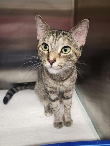 Dory, Adoptable, Adult Female Domestic Short Hair & Domestic Short Hair.
