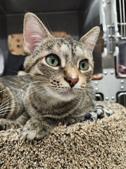 Enlarge Dory, a Adoptable mixed breed in Shawano, WI image 1/3