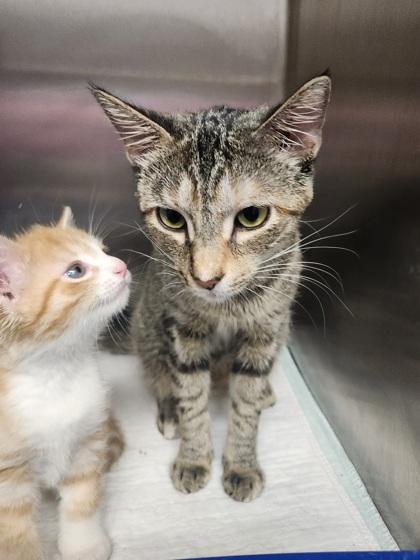 Enlarge Dory, a Adoptable mixed breed in Shawano, WI image 2/3