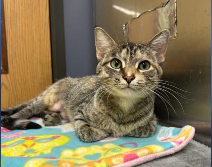 Enlarge Dory, a Adoptable mixed breed in Shawano, WI image 3/3